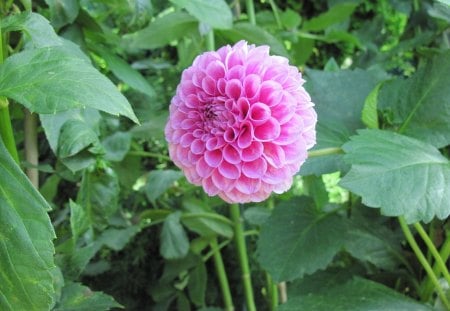 Pink Dahlia at the Garden