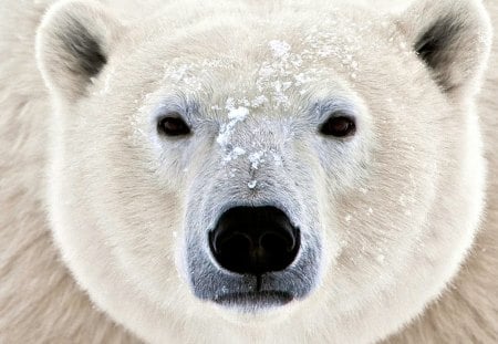 Polar Bear - Polar, Bear, Nature, White