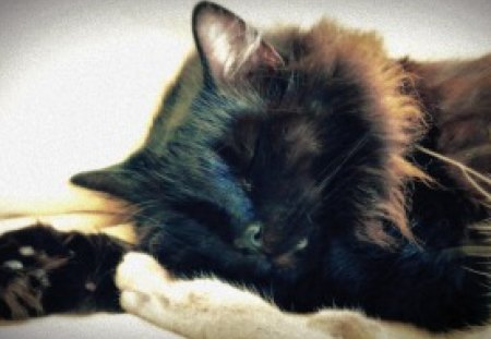 dreaming cat - cat, beautiful, animal, sweet, lovely, cute, black, dreaming