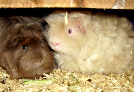 lovely guinea pigs - pig, pet, animal, beautiful, cute, guinea pig, lovely, sweet