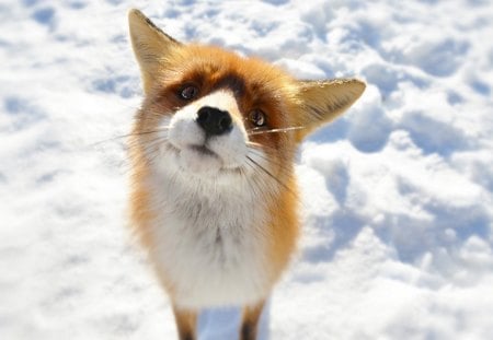 Hmmm... - winter, fox, cold, snow