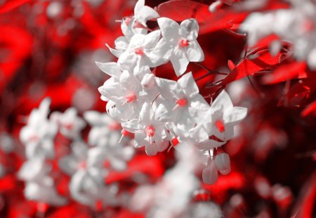 Red and white - flowers, white, red, flower