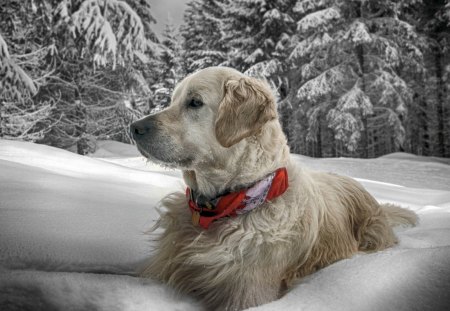 Snow dog - pretty, pay, beautiful, dog face, beauty, puppies, lovely, playful dog, sweet, playful, dogs, bubbles, cute, face, puppy, animals