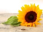 *** Sun...Sun...Sunflower !!! ***