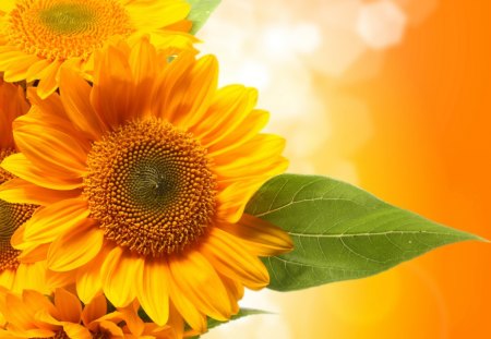 *** Sunny Sunflowers *** - sunflower, nature, sun, flowers, flower