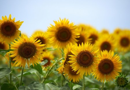 *** Sunflowers *** - nature, sunflowers, sun, flowers, flower