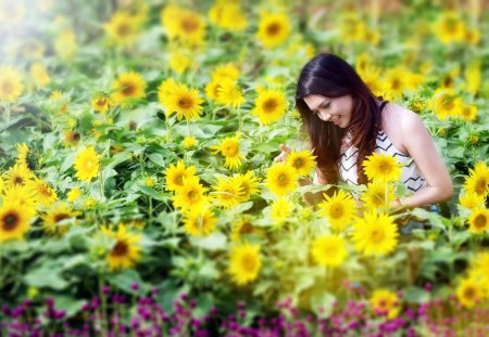 *** Field full of sunflowers *** - nature, sunflowers, sun, flowers, flower