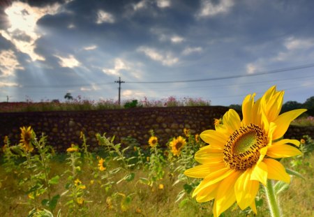 *** Sunflower and blue sky *** - sunflower, nature, sky, blue, sun, flowers, flower