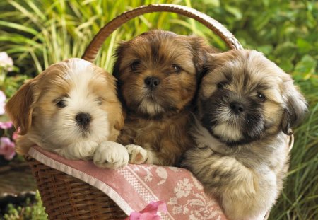 Cute Puppies - Cute, Adorable, Puppies, gorgeous