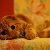 ~Cute Little Kitty~