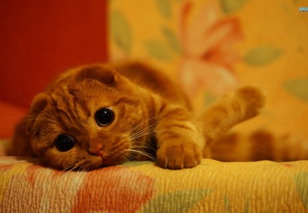 ~Cute Little Kitty~ - Scottish Fold, orange, sweet, cat, pet, relaxed, animal, cute, adorable, kitty