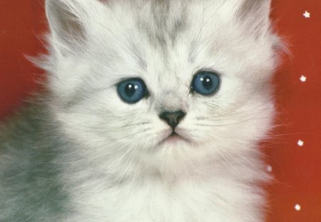 Fluffy white kitten - white, cute, kitten, feline, blue eyes, fluffy