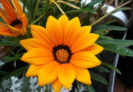 MY GAZANIA'S - PHOTOGRAPHY, FLOWER, YELLOW, PRETTY