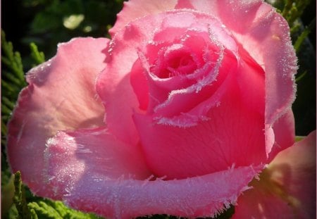 beautiful rose, - roses, beautiful, pink, for you, frozen, wonderful