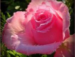 beautiful rose,