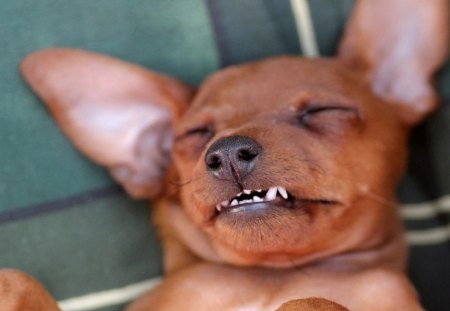 smile - dogs, smile, cute, red