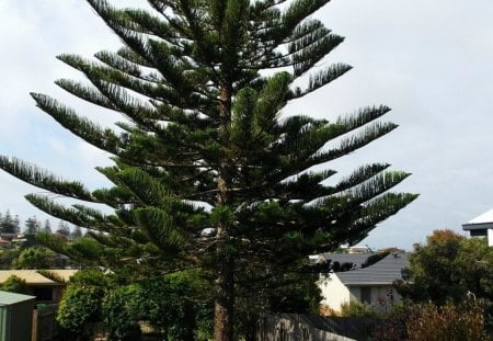 NORFOLK PINE - pine, tree, nature, plant