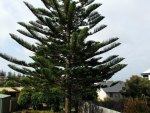 NORFOLK PINE