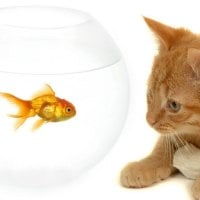 Cat and fish