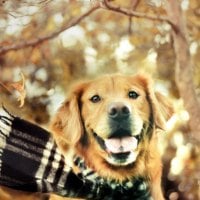 Autumn dog