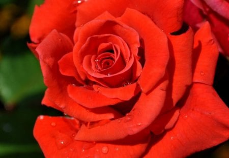 red rose, - rose, red, red rose, beautiful