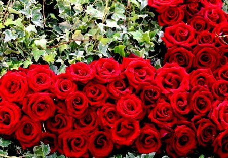 RED ROSES - blossoms, garden, roses, red