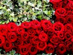 RED ROSES