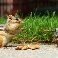 Scared Squirrel