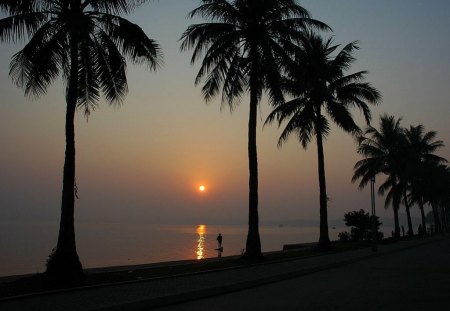 Beach Trees - picture, beach, sunset, trees