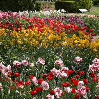 Colorful Flowers