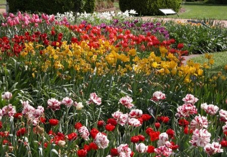 Colorful Flowers - colorful, picture, tulips, flowers