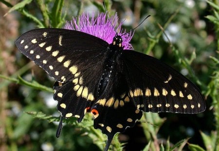 Black Butterfly - picture, butterfly, black, cool