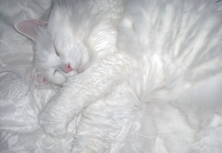 Sassy relaxing  - white, fluffy, cats, beautiful, cute