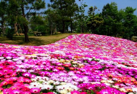 WELCOME SPRING - blossoms, carpet, spring, field, forest