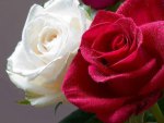 White And Red Rose