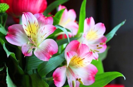 Spring flowers - white, nature, floral, pink, bouquet, wallpaper, flowers, spring