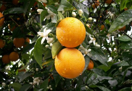 Oranges after the rain - fruit, orange blossoms, oranges, nature