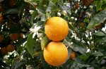 Oranges after the rain