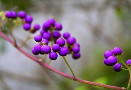 Purple - berries, branch, twig, nature, purple, macro