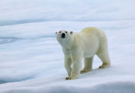 Lord of the ice - winter, predators, snow, HD, bears, ice, nature, polar bears, North, cold, cute, frost, animals, wildlife, wild, wallpaper