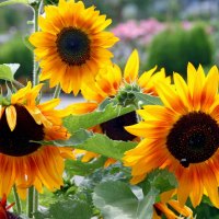 *** Yellow sunflowers ***