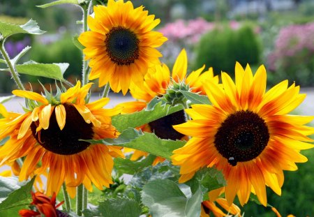 *** Yellow sunflowers *** - nature, sunflowers, sun, flowers, flower