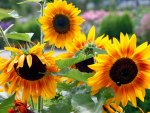 *** Yellow sunflowers ***