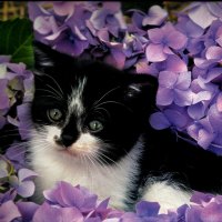 Kitten in flower garden