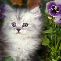 Kitten by a pansy