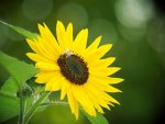 *** Beautiful sunflower ***