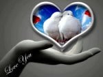 Dove love