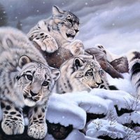 âœ°Splendor of Snow Leopardsâœ°