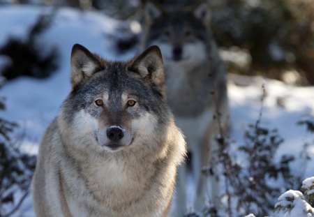 Nordic Wolves in Snow