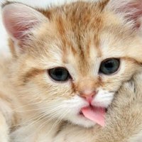 cute kitty